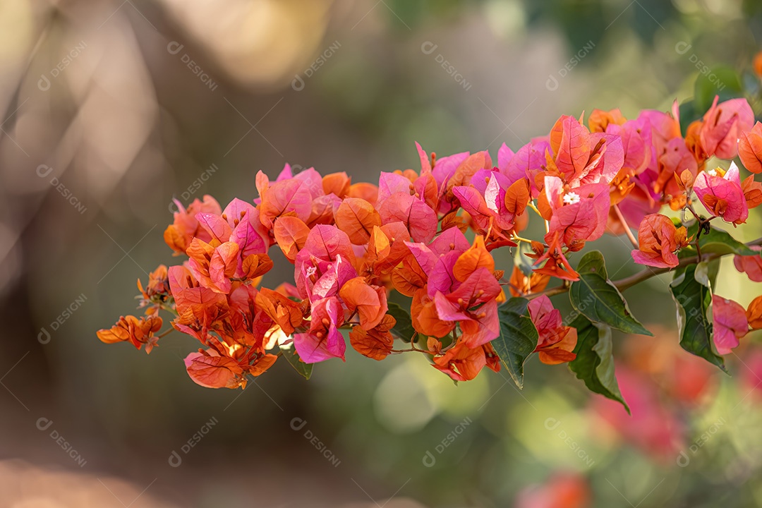 Flores de plantas ornamentais do gênero Bougainvillea