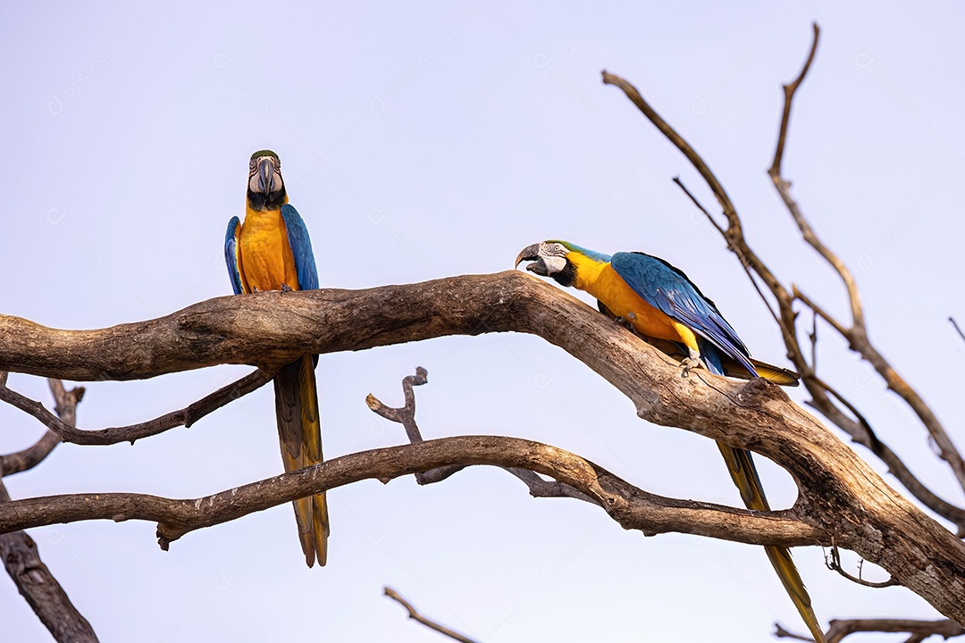 Arara-azul-e-amarela adulta da espécie Ara ararauna