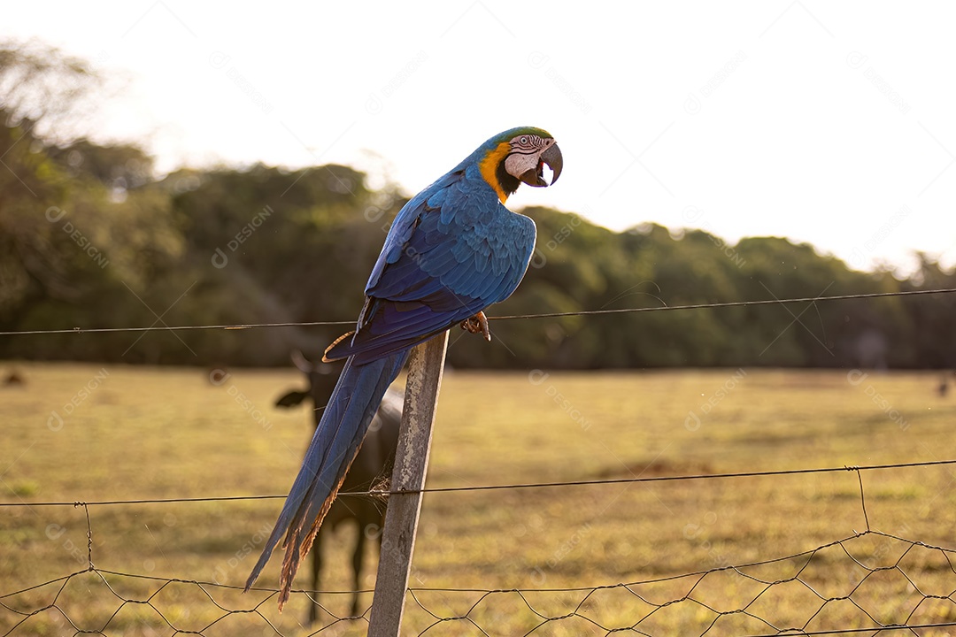 Arara-azul-e-amarela adulta da espécie Ara ararauna