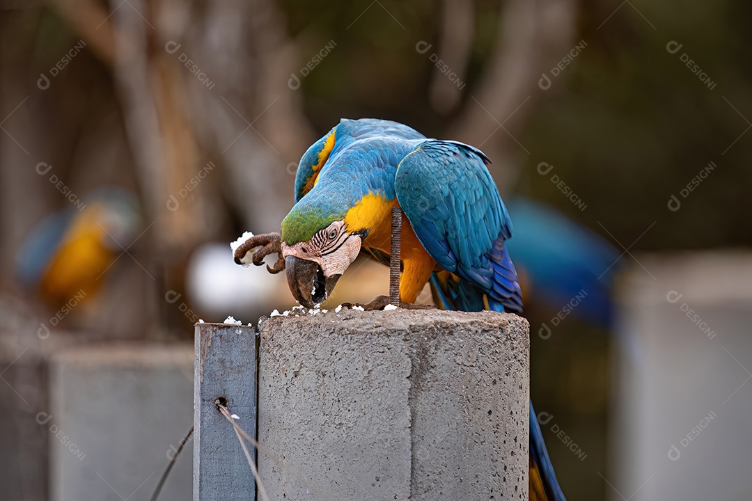Arara-azul-e-amarela adulta da espécie Ara ararauna