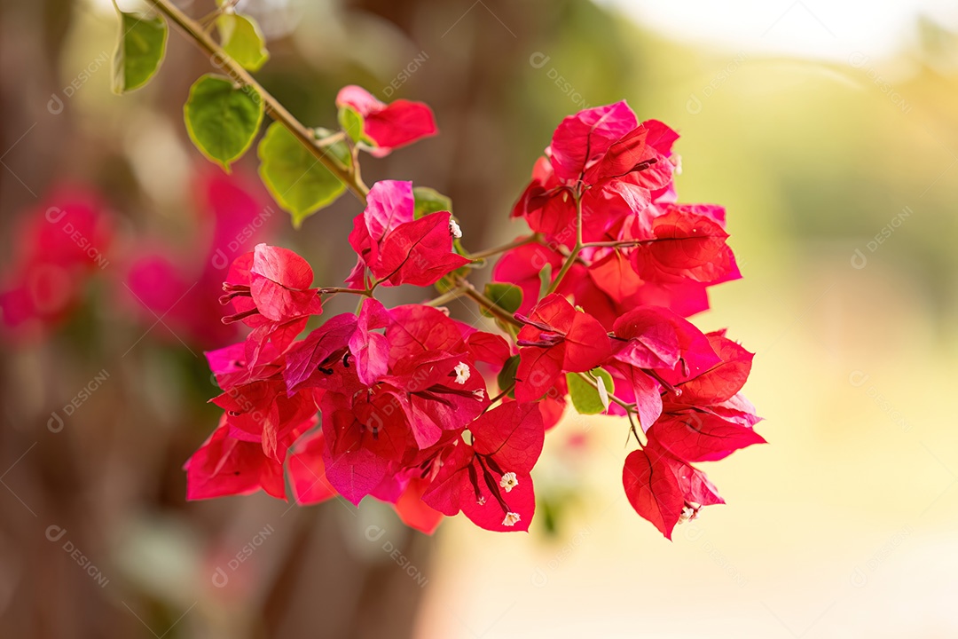 Flores de plantas ornamentais do gênero Bougainvillea