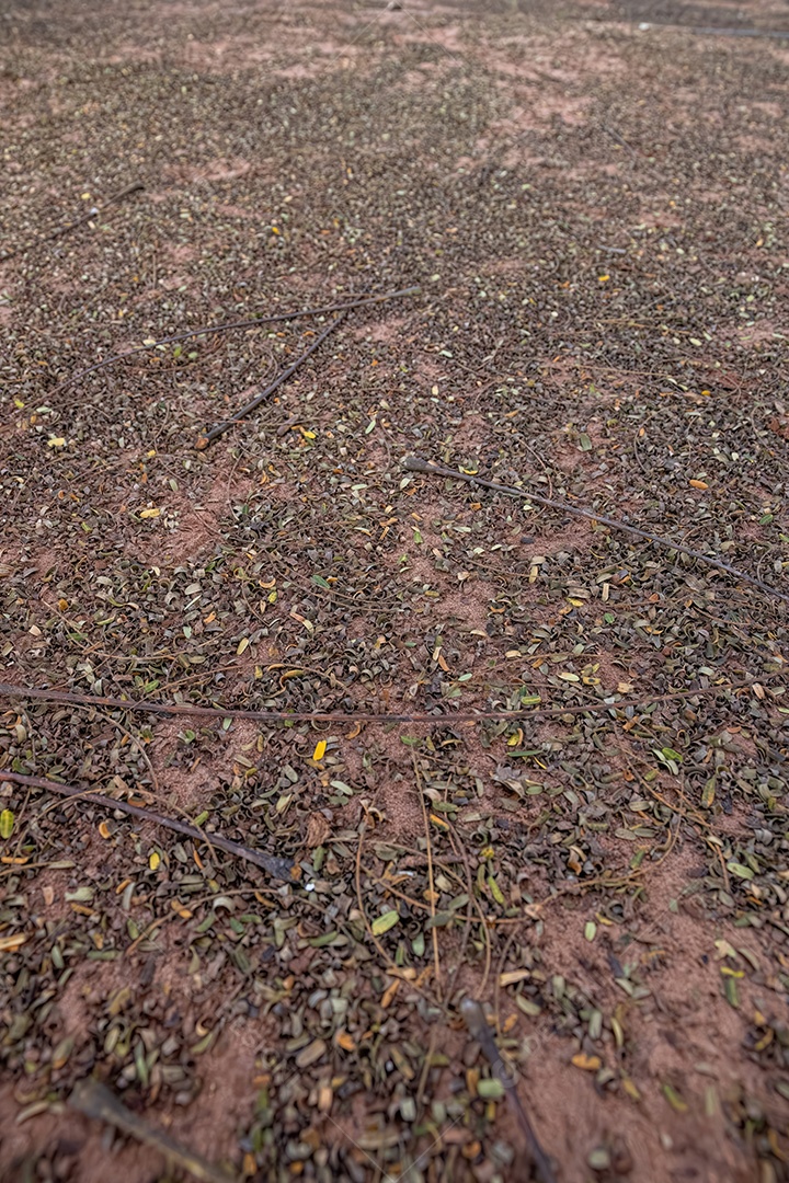 Fundo de chão de terra com várias pequenas folhas secas caídas