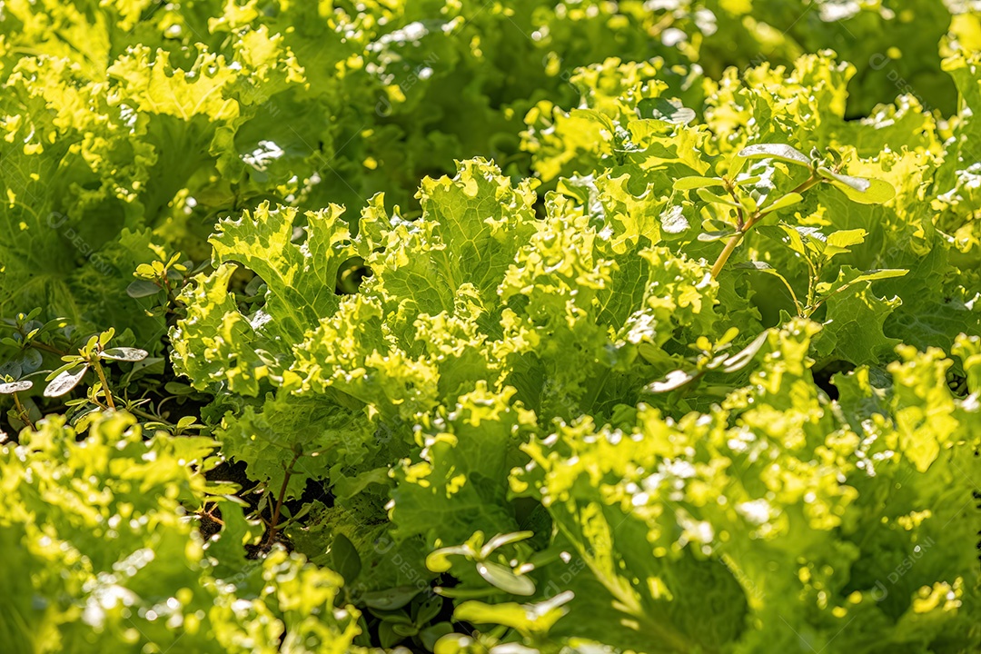 Planta alface vegetal da espécie Lactuca sativa