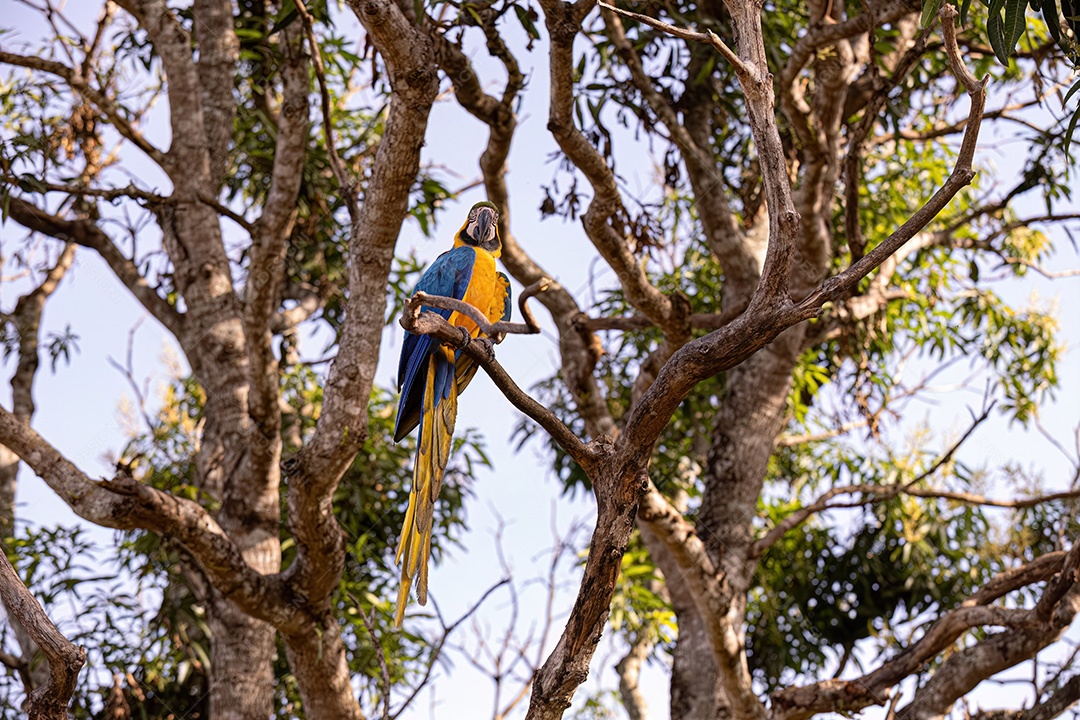 Arara-azul-e-amarela adulta da espécie Ara ararauna