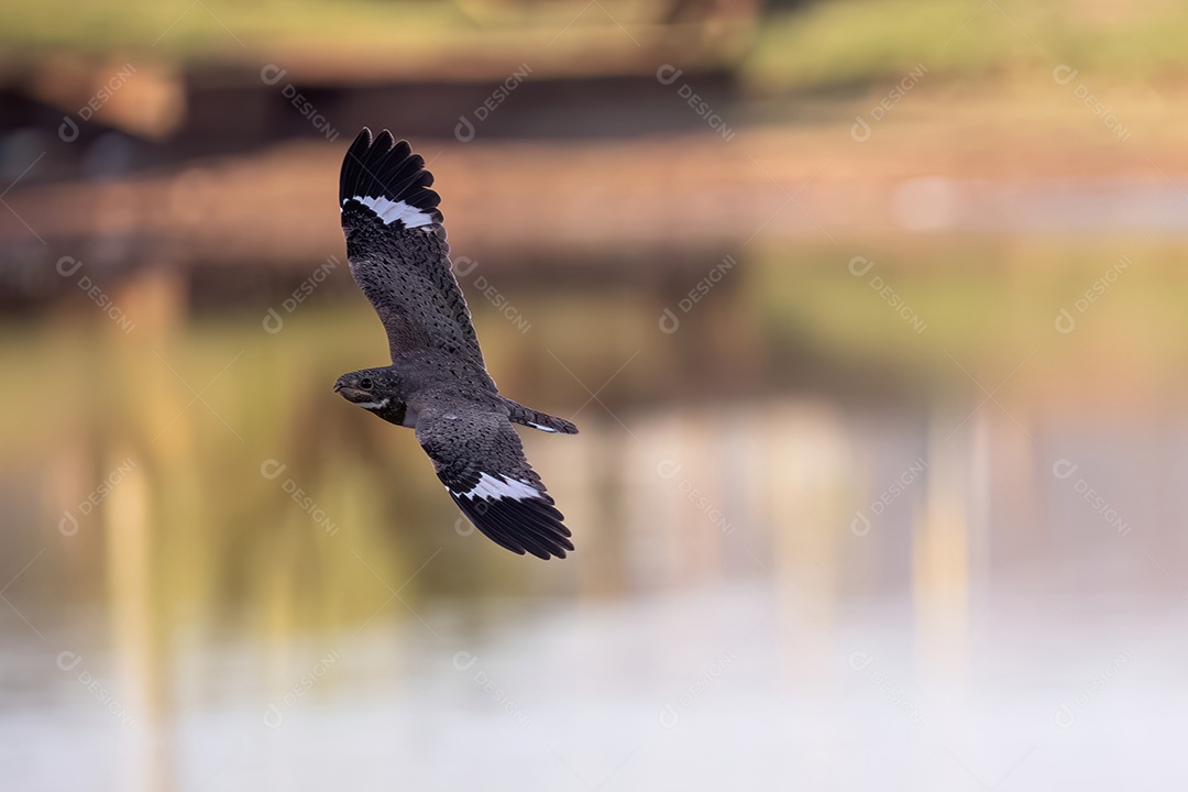 Animal Nacunda Nighthawk da espécie Chordeiles nacunda em mosca