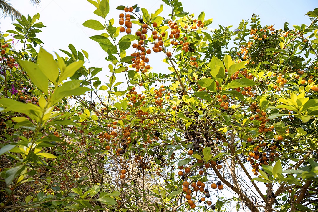 Flor celeste amarela frutos da espécie Duranta erecta com foco seletivo