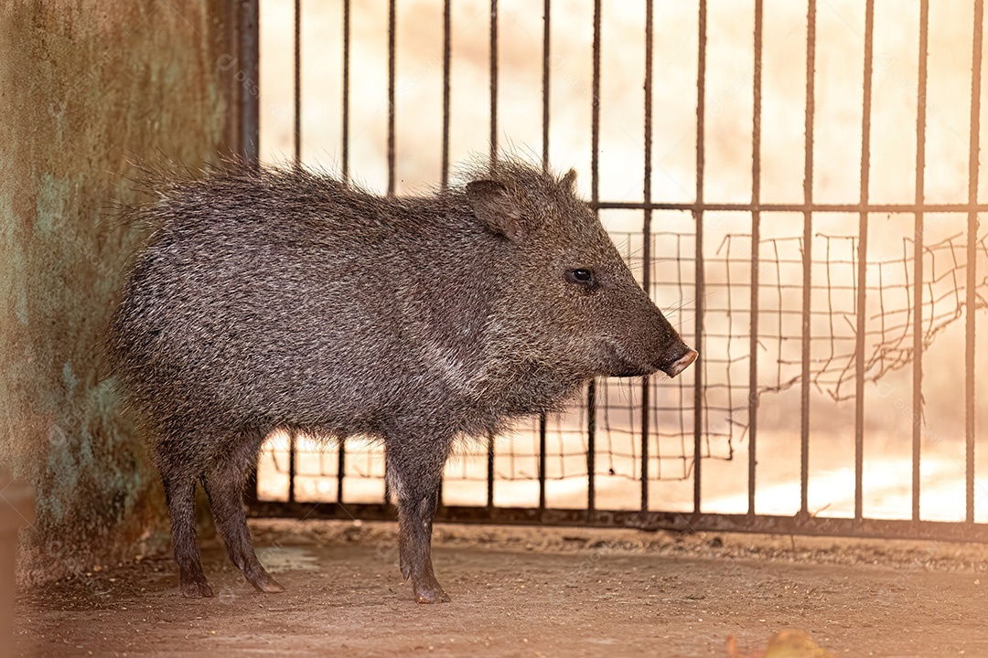 Animal Caititu da espécie Pecari tajacu