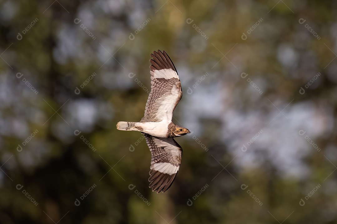 Animal Nacunda Nighthawk da espécie Chordeiles nacunda em mosca
