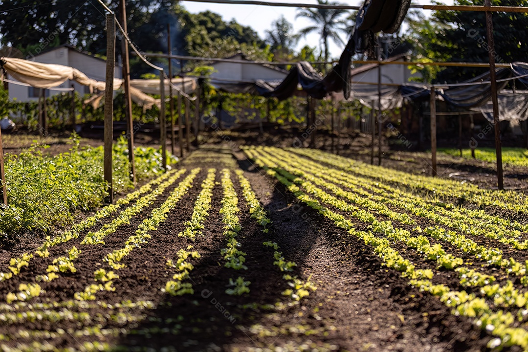 Mudas de alface da espécie Lactuca sativa