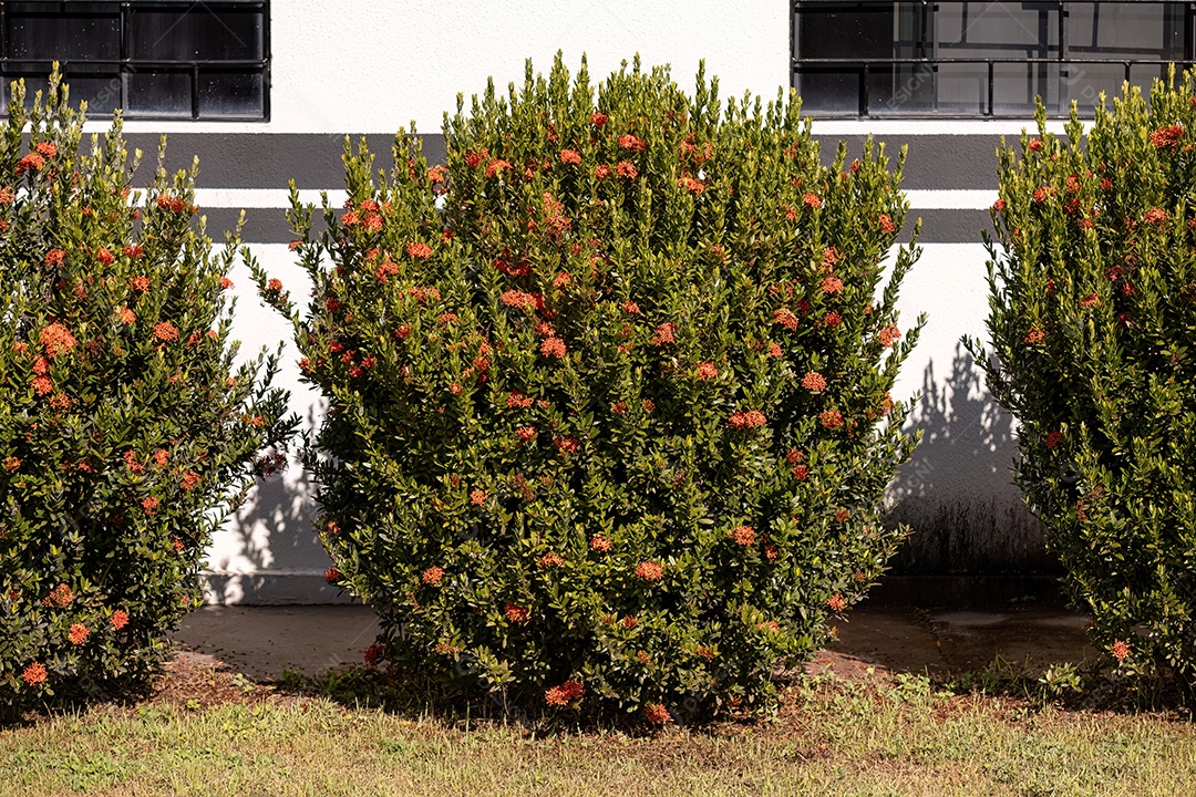 Flor da planta chama da selva vermelha do gênero Ixora