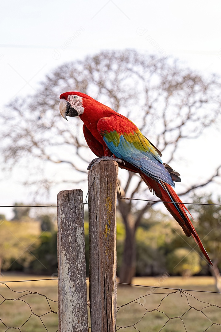 Arara vermelha e verde adulta da espécie Ara chloropterus