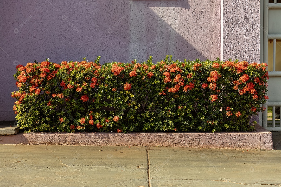 Flor da planta chama da selva vermelha do gênero Ixora