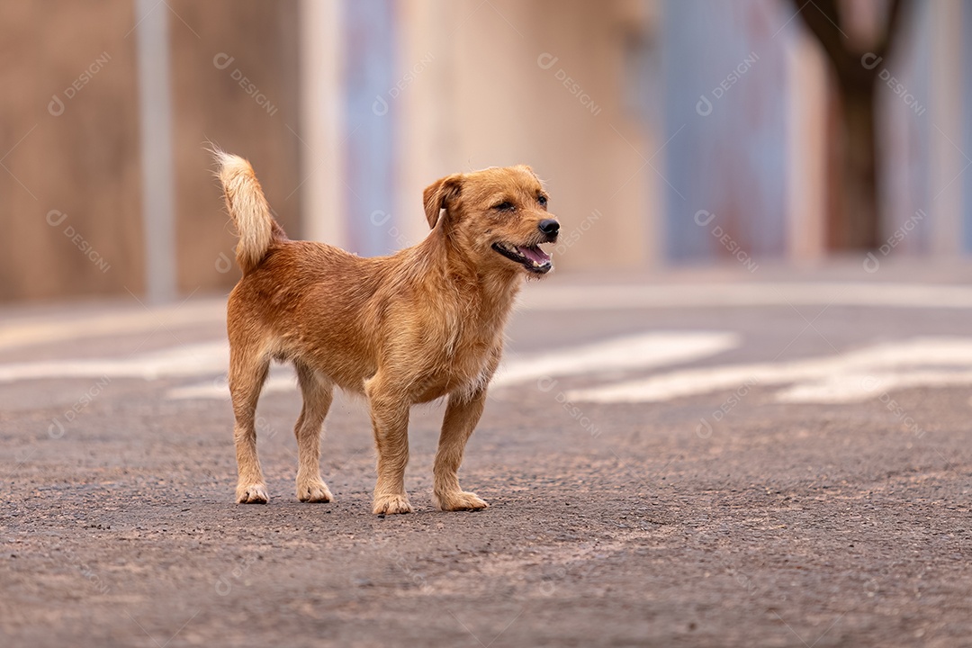 Animal mamífero canino cachorro andando