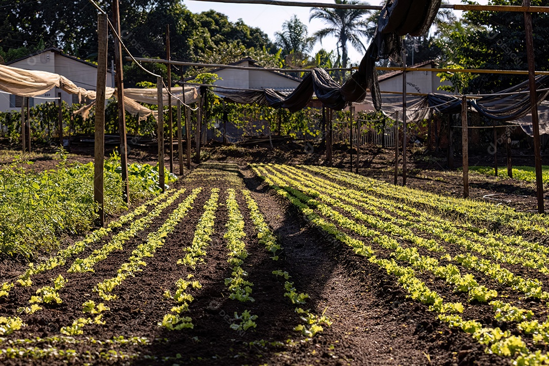 Mudas de alface da espécie Lactuca sativa