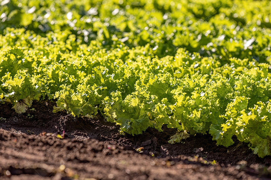 Planta alface vegetal da espécie Lactuca sativa