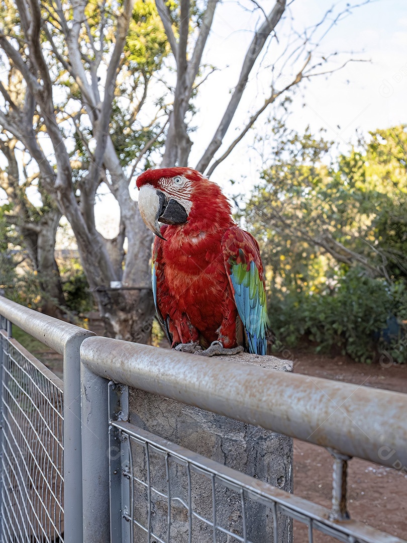 Arara vermelha e verde adulta da espécie Ara chloropterus