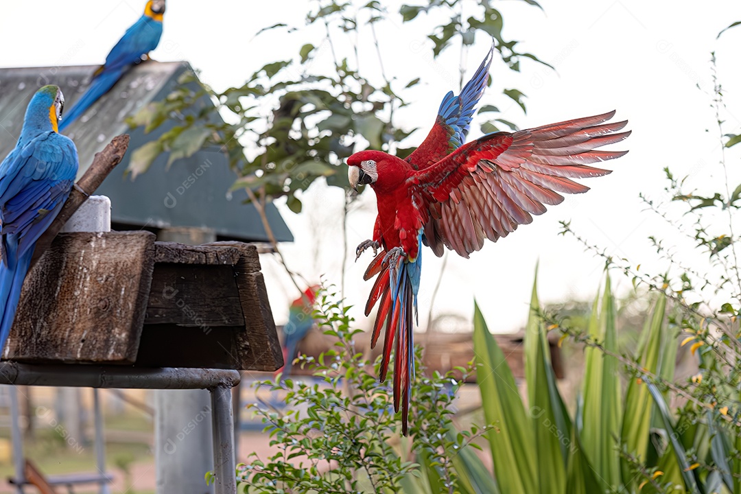 Arara vermelha e verde adulta da espécie Ara chloropterus