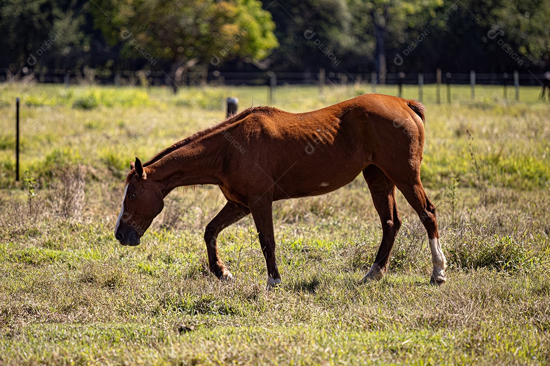 Cavalo animal no campo de pastagem de fazenda