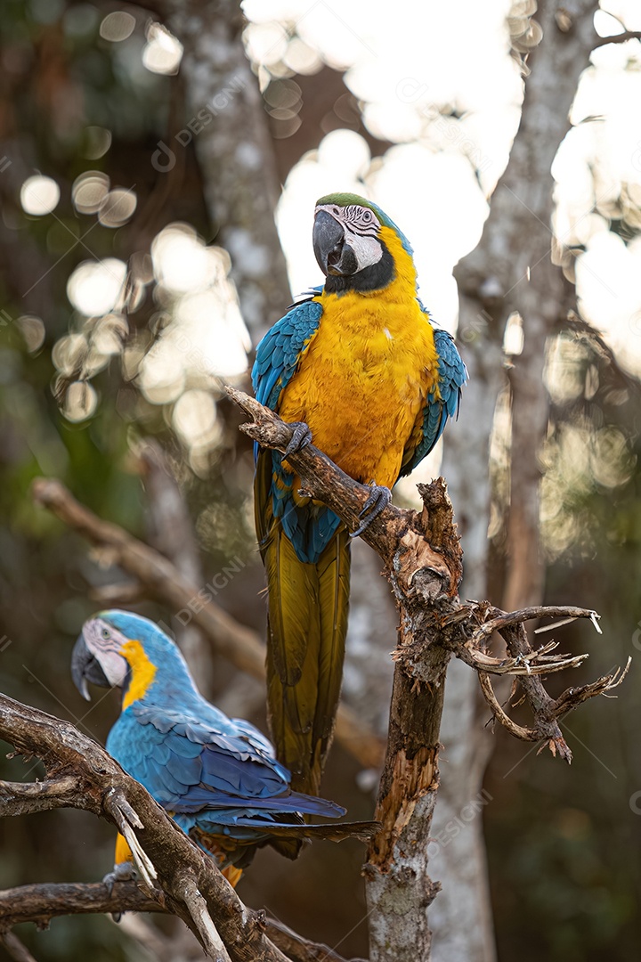 Arara-azul-e-amarela adulta da espécie Ara ararauna