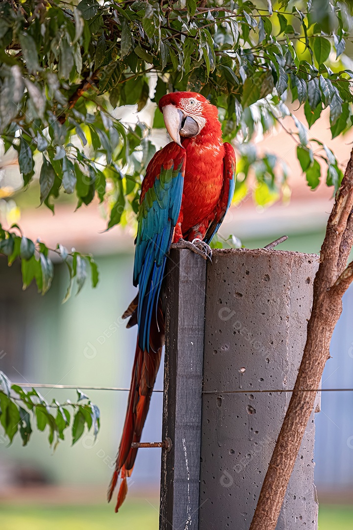 Arara vermelha e verde adulta da espécie Ara chloropterus