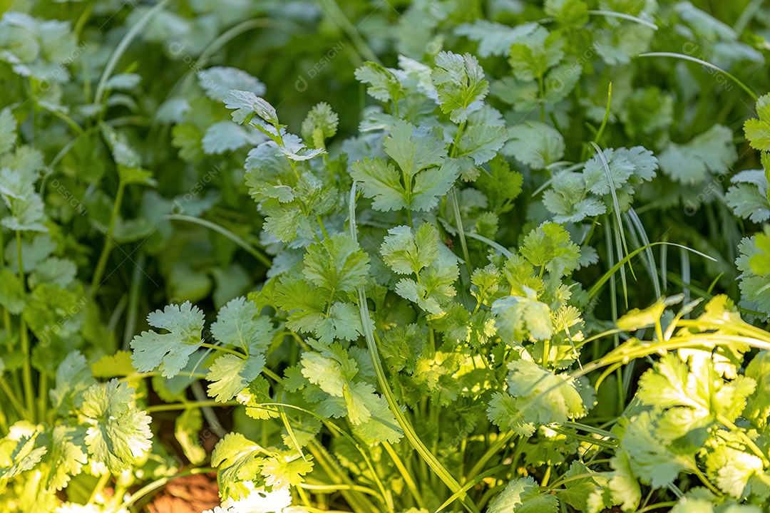 Mudas de coentro da espécie Coriandrum sativum