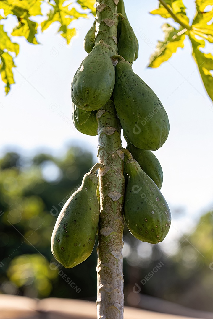Mamoeiro com frutos da espécie Carica papaya