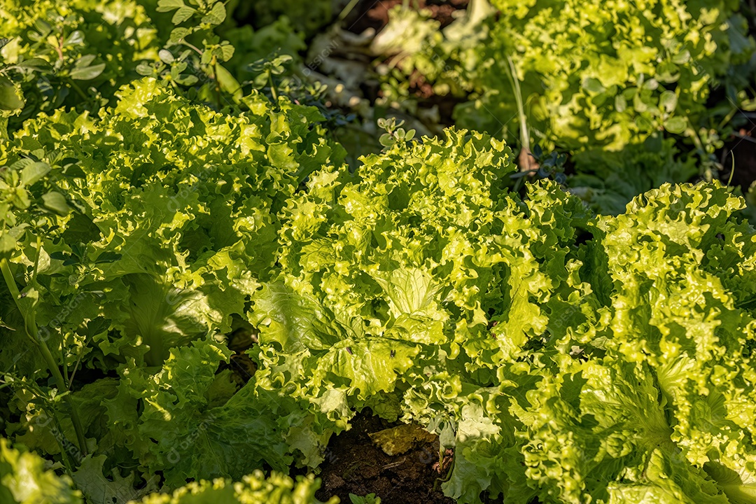 Planta alface vegetal da espécie Lactuca sativa