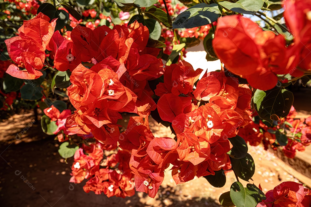 Flores de plantas ornamentais da espécie Bougainvillea