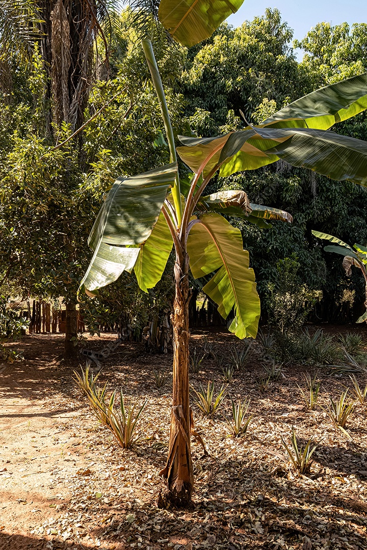 Bananeira em uma fazenda durante o dia
