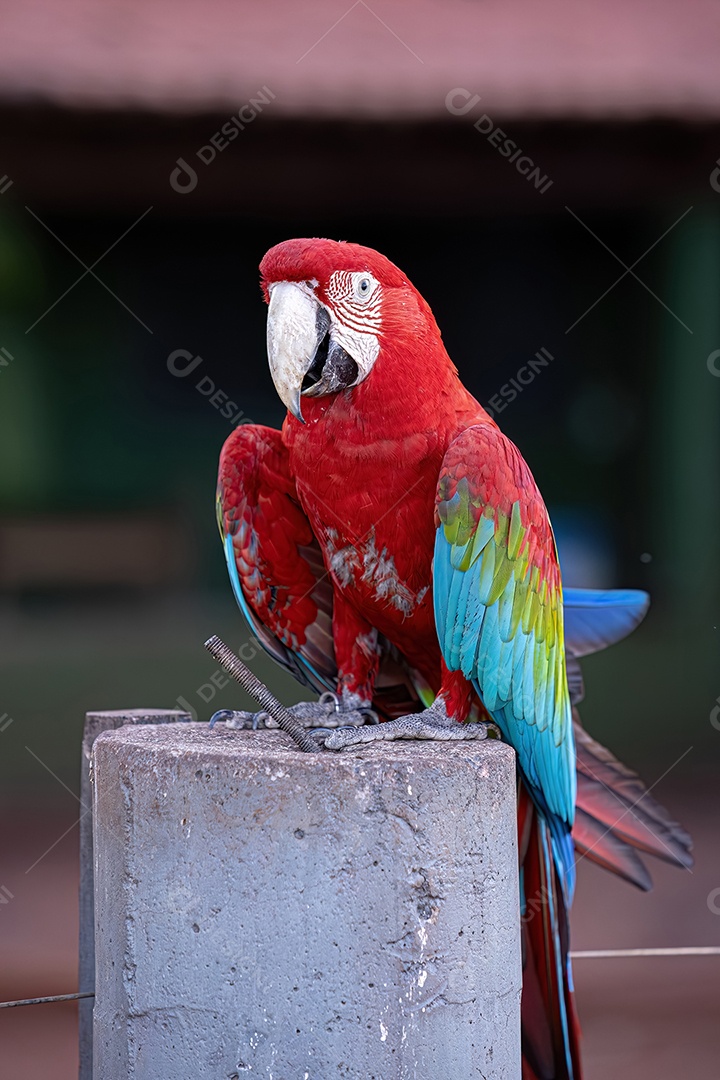 Arara vermelha e verde adulta da espécie Ara chloropterus