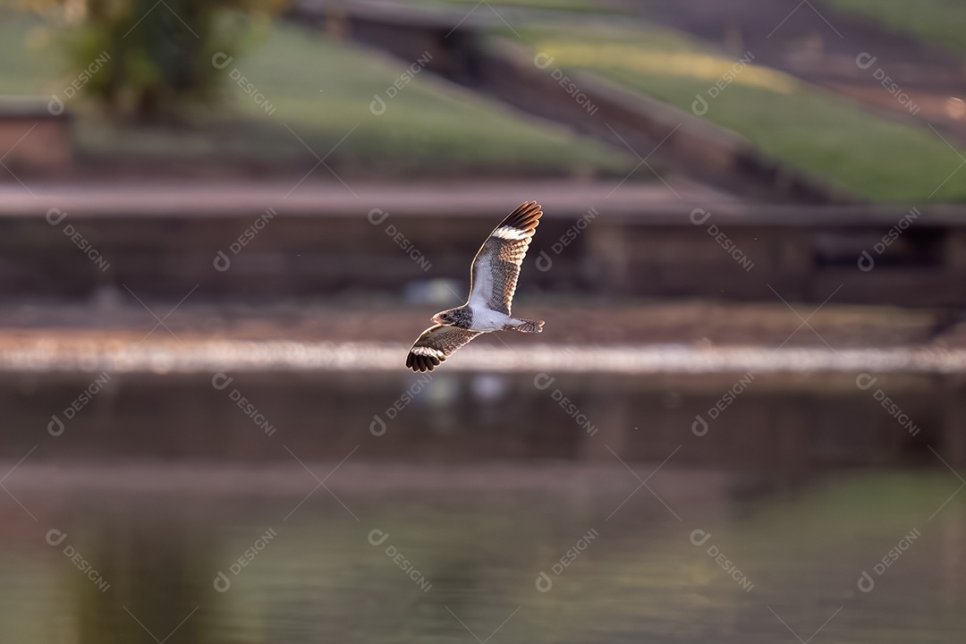 Animal Nacunda Nighthawk da espécie Chordeiles nacunda em mosca