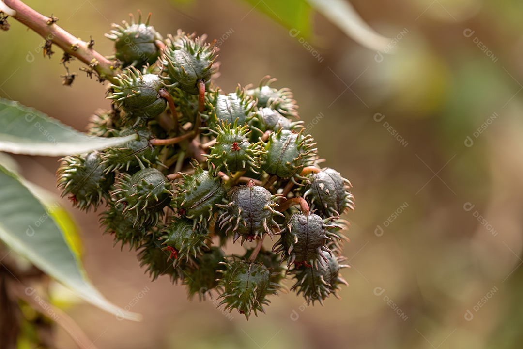 Mamona Verde da espécie Ricinus communis