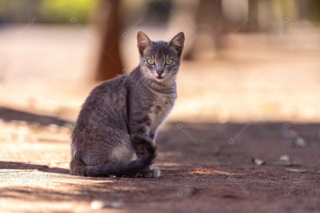 Pequeno gato doméstico em close com foco seletivo