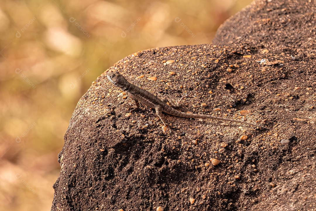 Pequeno lagarto terrestre do gênero Tropidurus