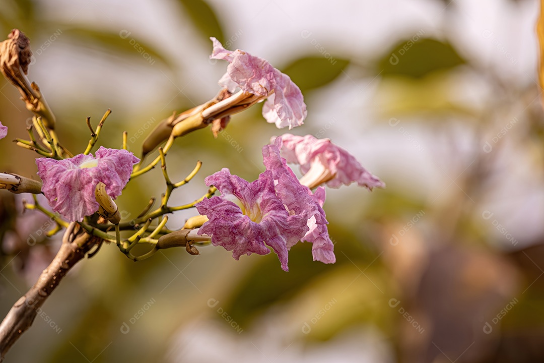 Árvore florida de ipê rosa do gênero Handroanthus
