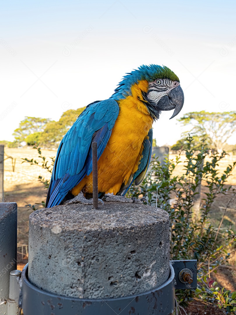 Arara-azul-e-amarela adulta da espécie Ara ararauna