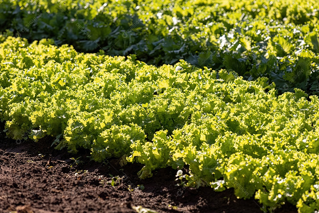 Planta alface vegetal da espécie Lactuca sativat