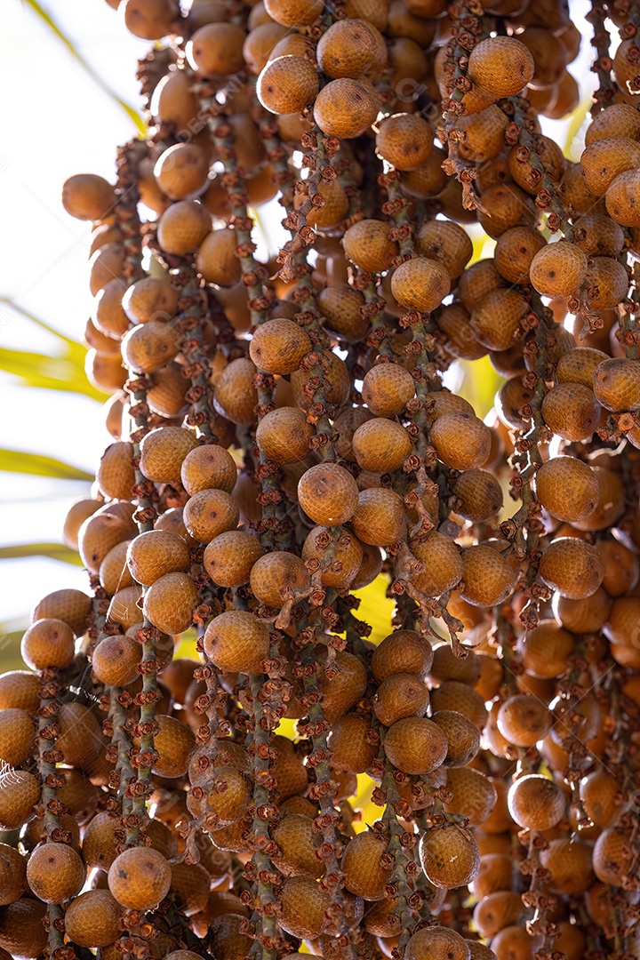 Frutos amarelos da palmeira buriti com foco seletivo