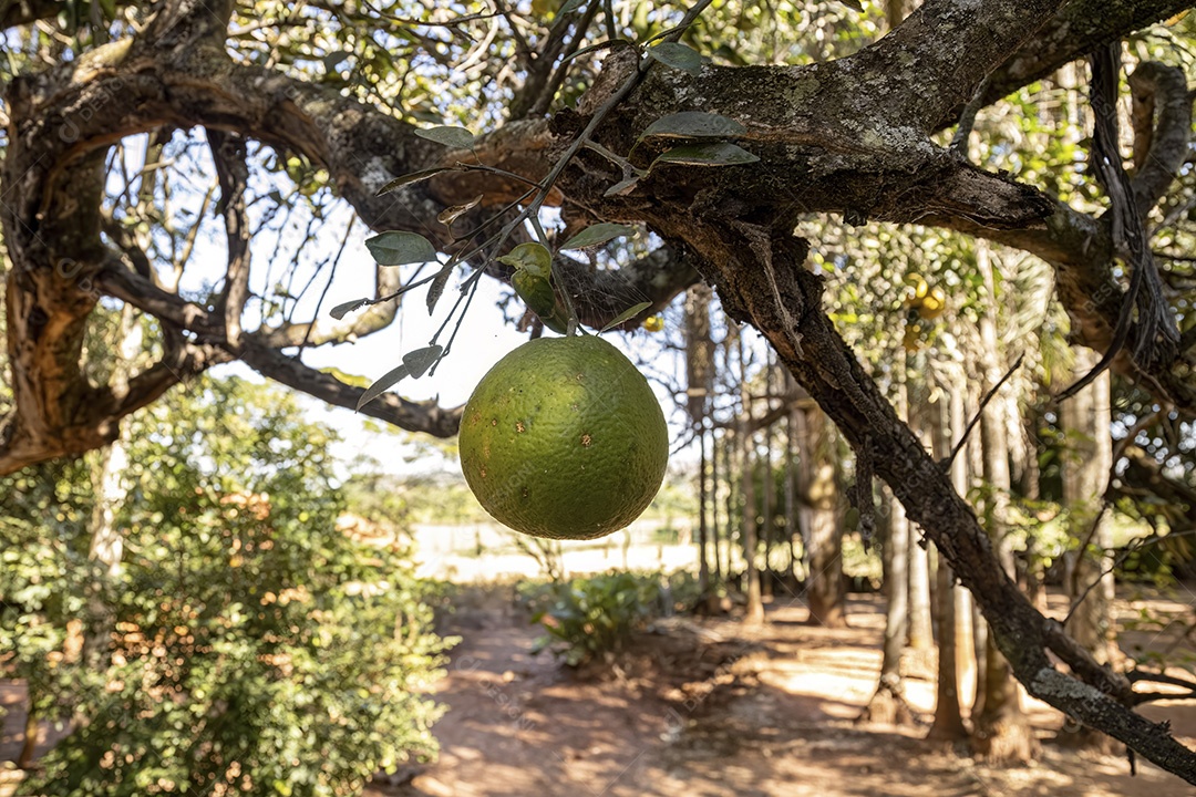 Árvore frutífera verde do gênero Citrus