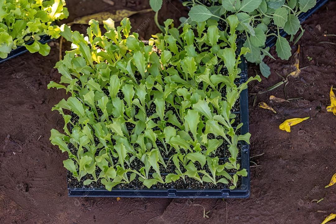 Pequena planta vegetal em uma horta