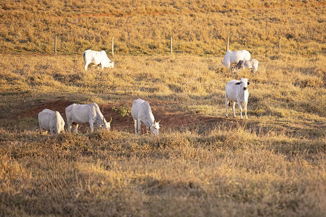 Gado nelore em pasto seco na hora dourada