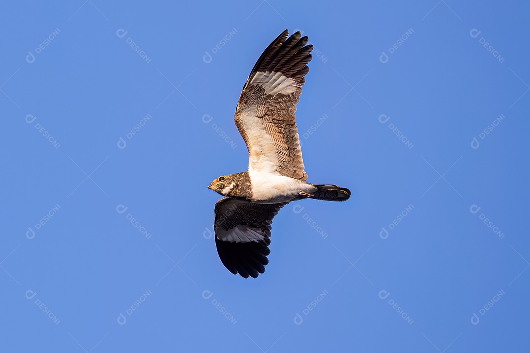 Animal Nacunda Nighthawk da espécie Chordeiles nacunda em mosca