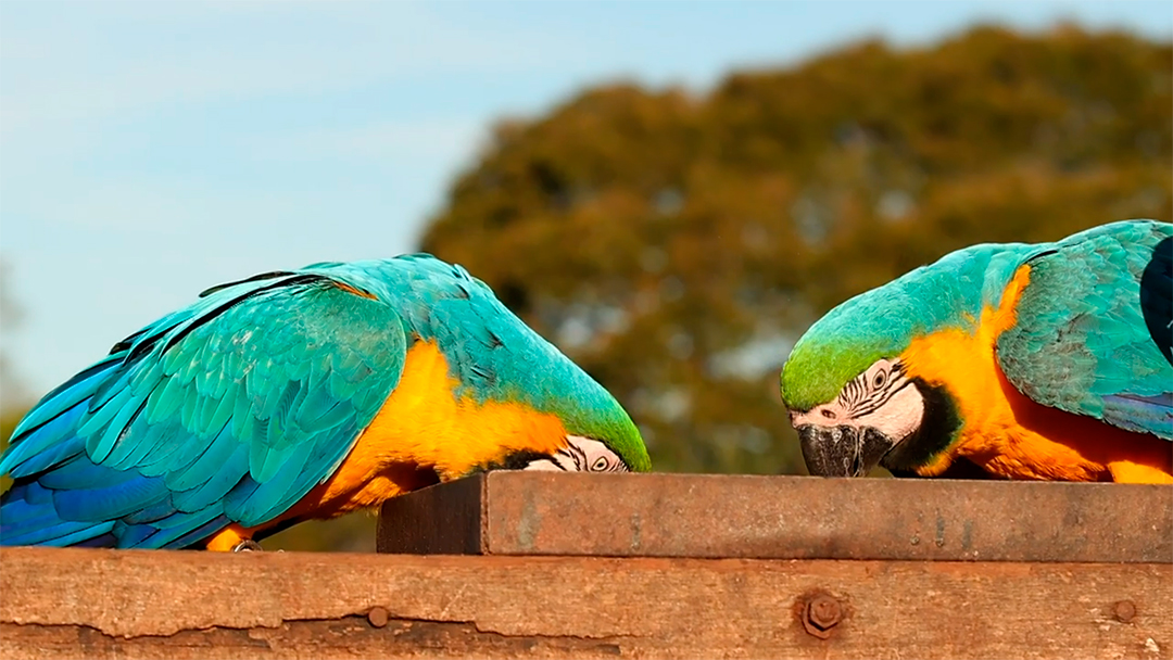 Lindas araras se alimentando MP4