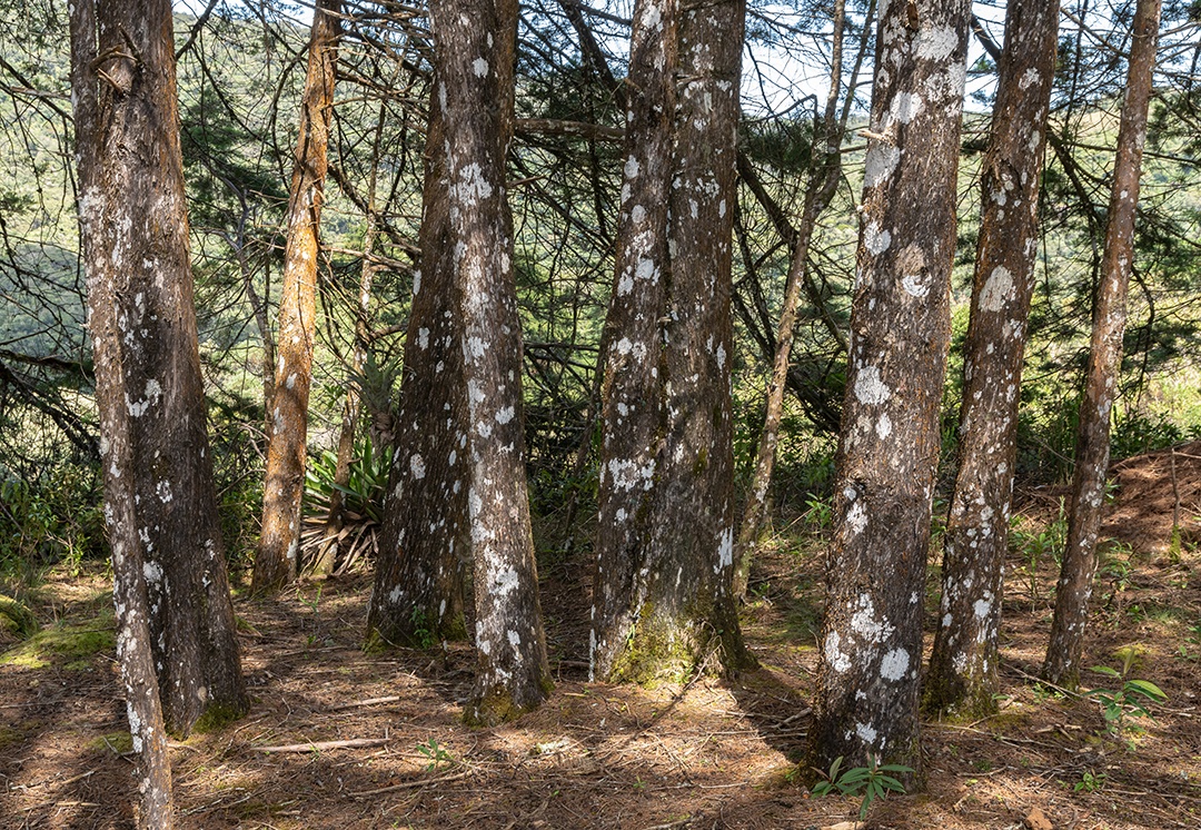 Árvores e plantas em uma floresta tropical no sudeste do Brasil