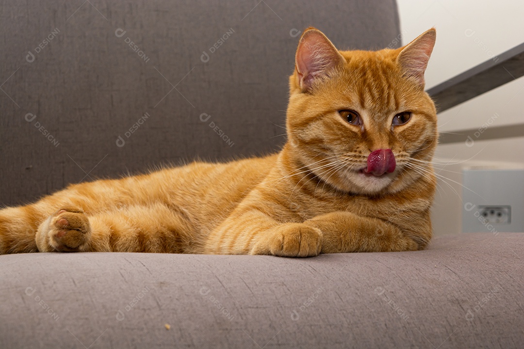 Lindo gato laranja dormindo na poltrona da sala à tarde