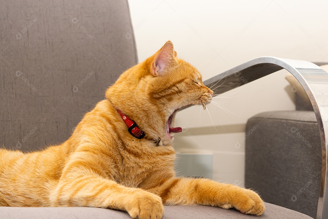 Lindo gato laranja dormindo na poltrona da sala à tarde