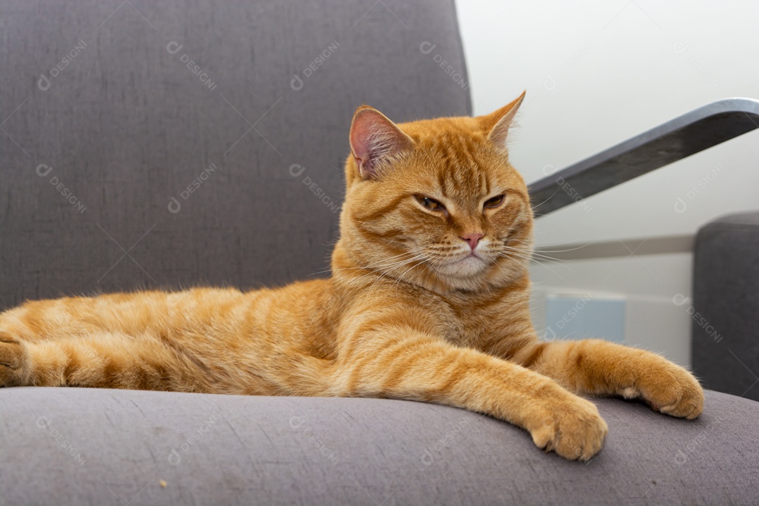 Lindo gato laranja dormindo na poltrona da sala à tarde