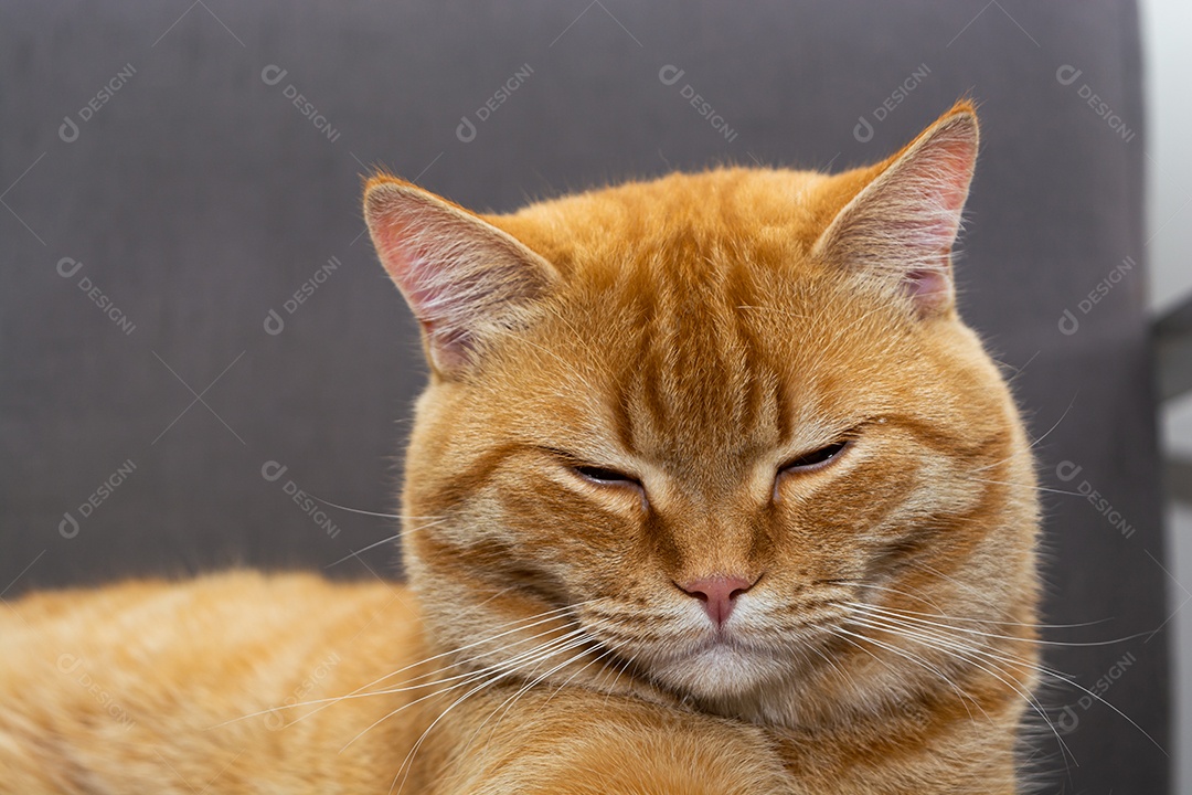 Lindo gato laranja dormindo na poltrona da sala à tarde