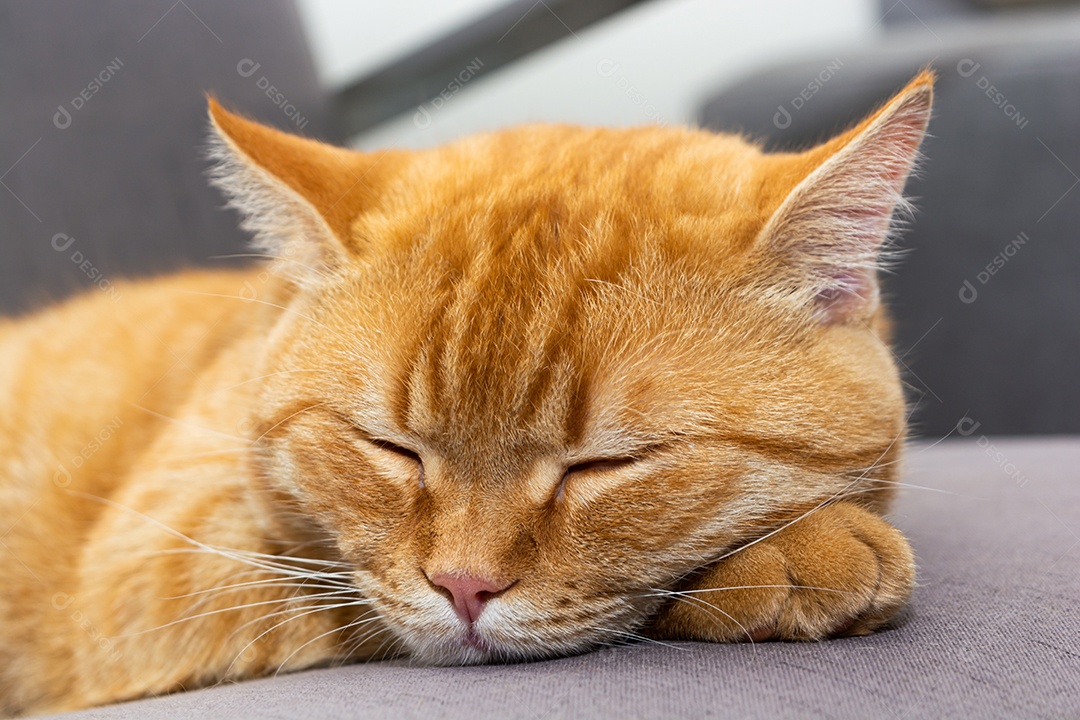Lindo gato laranja dormindo na poltrona da sala à tarde