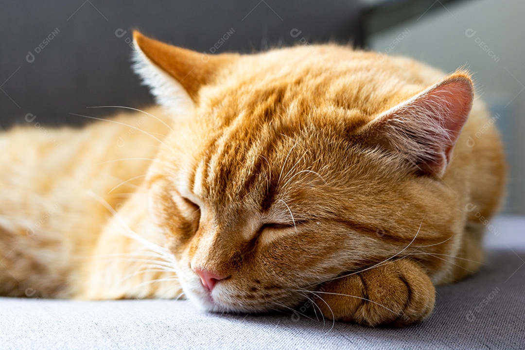 Lindo gato laranja dormindo na poltrona da sala à tarde